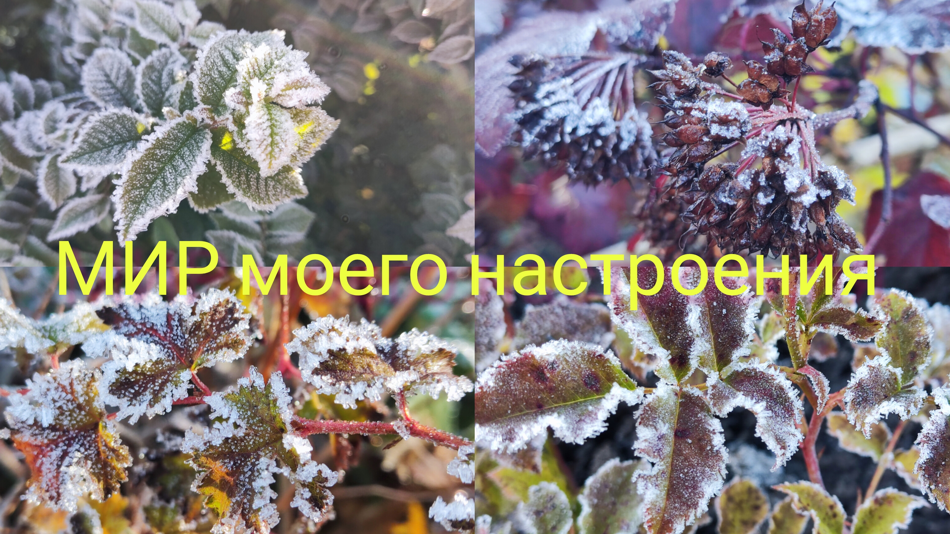 18.10.25 Дача.Заморозки нас не пугают.