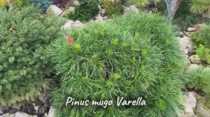 Pinus mugo Varella