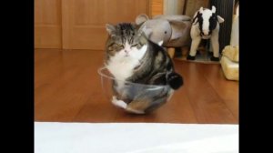 #3. ПРИКОЛЫ С ЖИВОТНЫМИ. СОБАЧЬЯ ЖИЗНЬ.