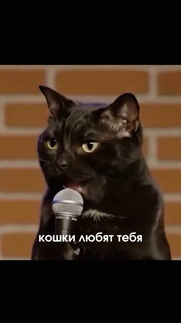 Кото стендап