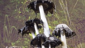 Как растут грибы. Навозник белый.