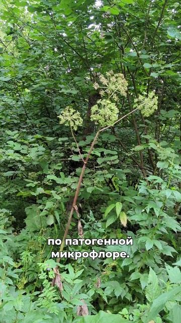 от пандемий и эпидемий смотреть онлайн