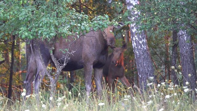 ПАРК ОЛЕНИЙ. Лосиха с лосятами.