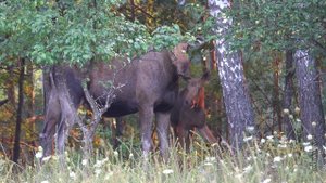 ПАРК ОЛЕНИЙ. Лосиха с лосятами.