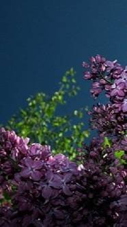 Психика и Магия