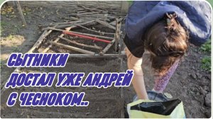 САМВЕЛ АДАМЯН, СЫТНИКИ, ДОСТАЛ УЖЕ АНДРЕЙ С ПОСАДКОЙ ЧЕСНОКА..