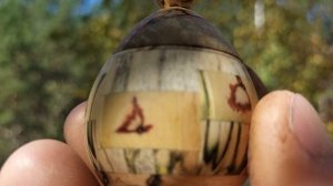 Шкатулка среди осенних берез