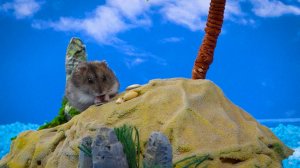 🐹Милый Хомячок сбегает из Тюремного лабиринта с опасными Ловушками🔥