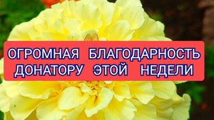 ОГРОМНАЯ БЛАГОДАРНОСТЬ ДОНАТОРУ ЭТОЙ НЕДЕЛИ!!!