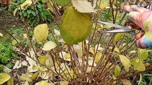 Обрезаю древовидную гортензию Анабель