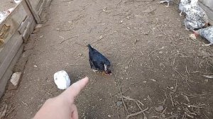 19 октября, вес яйца от молодок