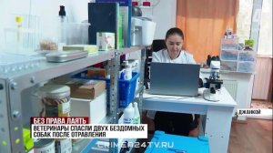 Осторожно, жесткие кадры (18+). Массовое отравление бродячих собак зафиксировали в Джанкое
