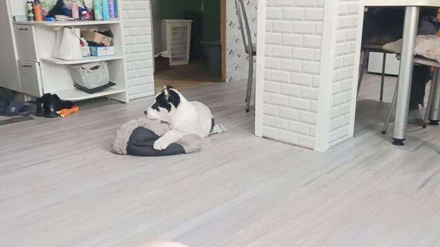 Вюгаээ и плюшка