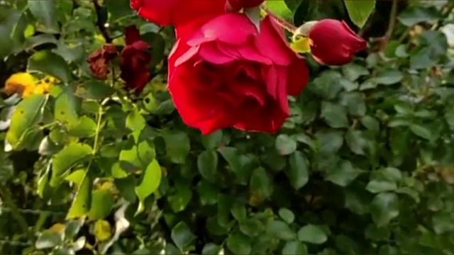 Осенний этюд. ❤️🍁🍁🍁😍