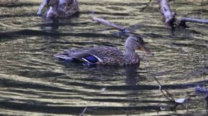 Утиные истории. Александров Павел