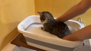 Реакция собак на нового котёнка с улицы - 2025 год