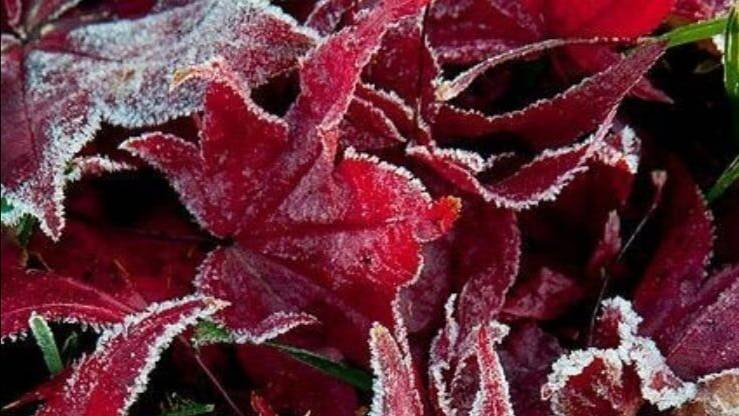 НОЯБРЬ--ТЕЛЕЦ(таро)