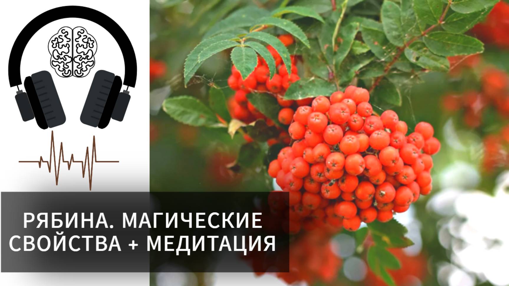 Рябина. Магические свойства + медитация