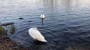 Спокойствие лебедей на глади воды: Медитация на фоне дикой природы