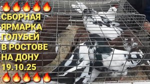 🔥🔥🔥 19.10.25. Сборная ярмарка голубей в Ростове на Дону. Птичий рынок. Pigeons Fair. Bird Market.