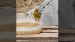 Зеленушка и щегол дружно пьют воду