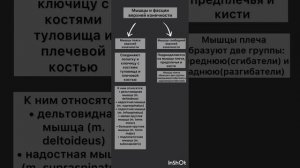 мышцы и фасции верхней конечности + мышцы плеча