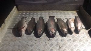 улов форели на малом водоёме