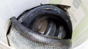 Рецепт малосольной селёдки дома очень просто и вкусно🐟