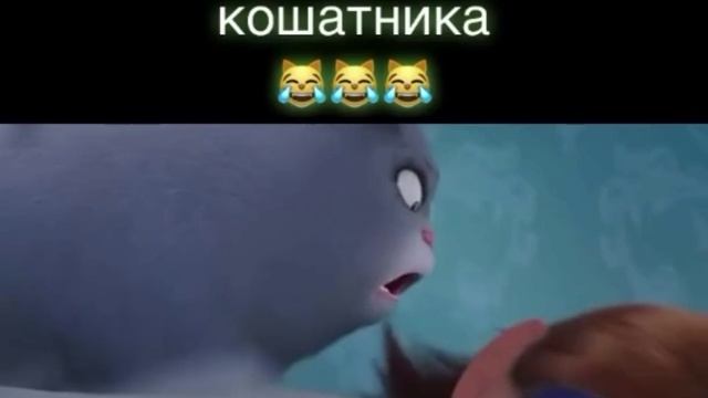 Утро кошатника