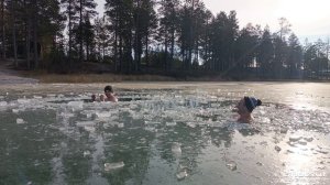Моржи Муравленко