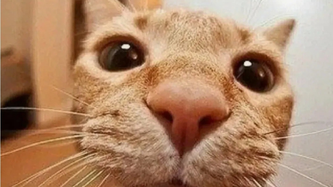 Приколы коты