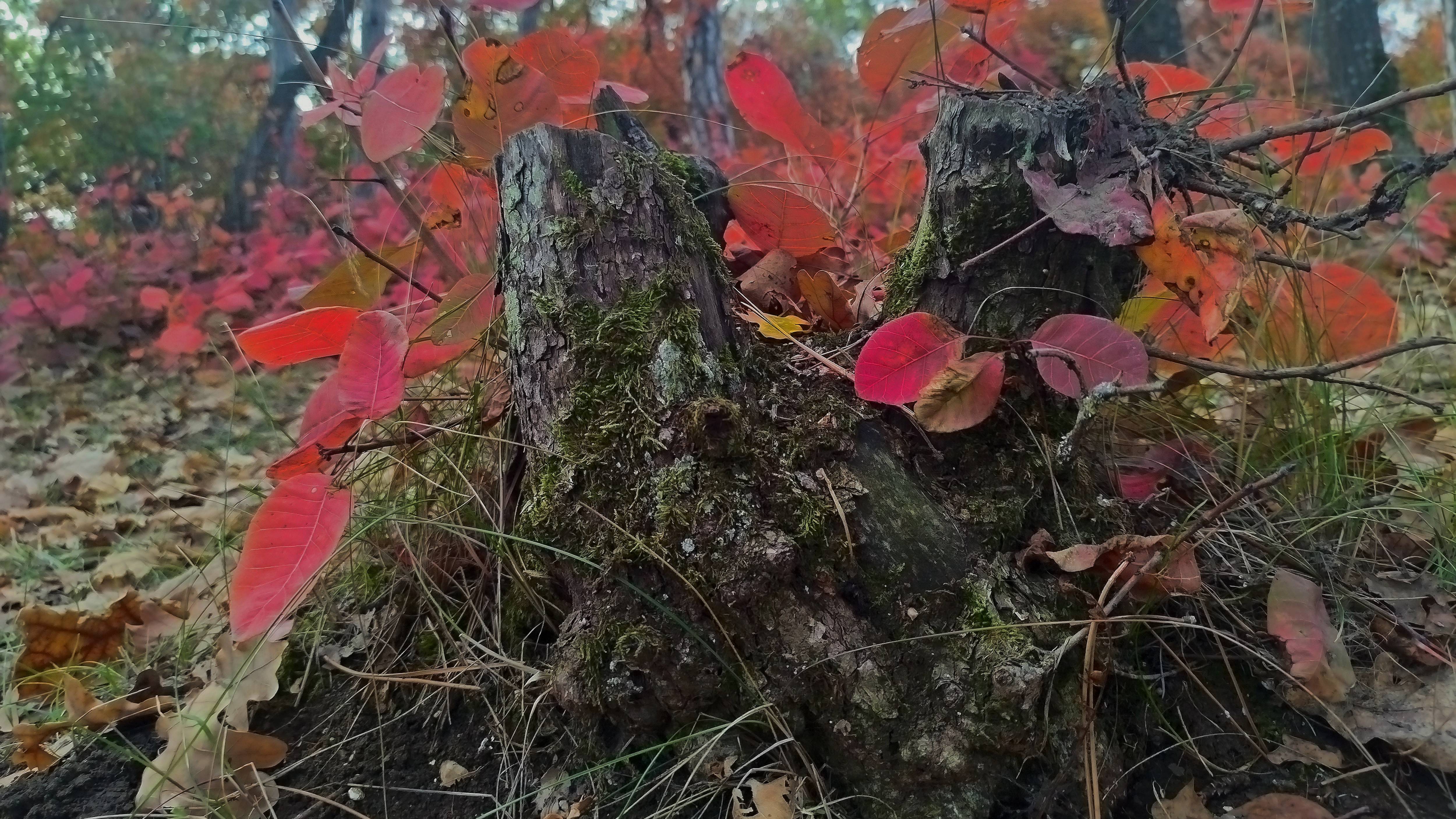 Мой любимый уголок осеннего спокойствия