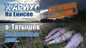 Хариус на Енисее. Остров Татышев. Неоконченные дела.
