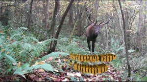 Фотоловушка в осеннем лесу на тропе. Интересные кадры.