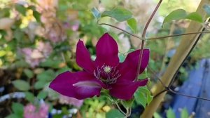 Клематис Зося (Clematis Zosia)