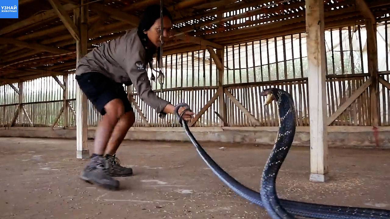 Змеелов из Индонезии поймал гигантскую королевскую кобру!