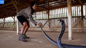 Змеелов из Индонезии поймал гигантскую королевскую кобру!