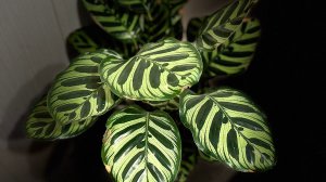 Выращивание Калатеи в комнатных условиях!  Обзор!