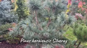 Pinus koraiensis Silveray