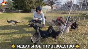 Идеальное птицеводство достойно восхищения 🐓🦆🦢🦚🦃🐔 эпизод (374)