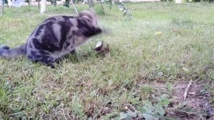 Когда домашний кот превращается в дикого зверя!