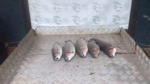 улов форели