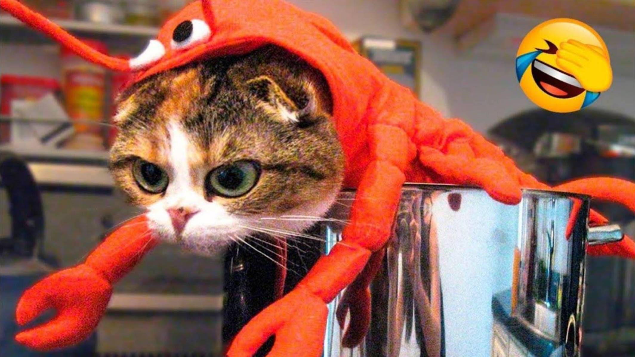 Смешные КОТЫ 2025 Лучшие ПРИКОЛЫ С КОТАМИ Смешное видео