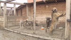 19.10.25 Закон о безнадзорных животных: впереди – обсуждение с общественностью