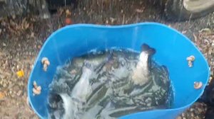 WhatsApp Video 2025-10-19 at 15.16.28