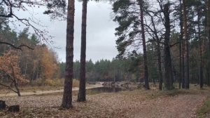 Музыка леса.