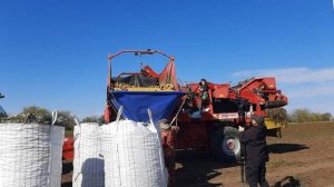 В Крыму стартовала уборка овощей из «борщевого набора»