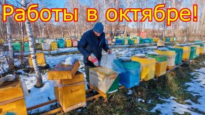 РАБОТЫ на ПАСЕКЕ В ОКТЯБРЕ! Обработка от КЛЕЩА, ВЕНТИЛЯЦИЯ в УЛЬЯХ!
