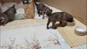 Фрай Винд Ф-помет, щенки малинуа, возраст 35 дней