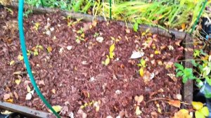 Подготовка саженцев к зиме.